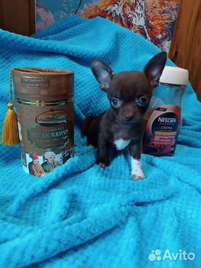 Малыш чокопай