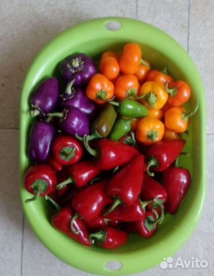 Семена перца