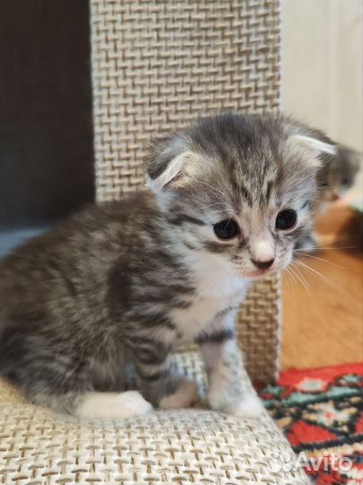 Котята вислоухие