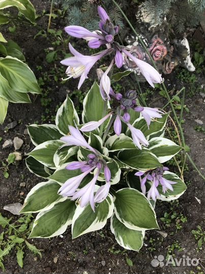 Хоста и бадан краснолистный