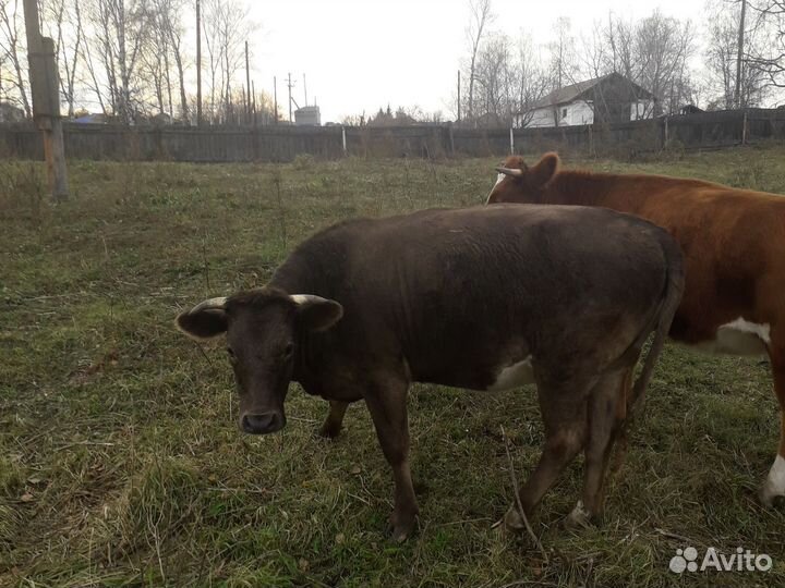 Нетели 1 год и семь месяцев. Продам
