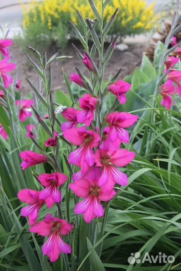 Гладиолус луковицы сорт византийский