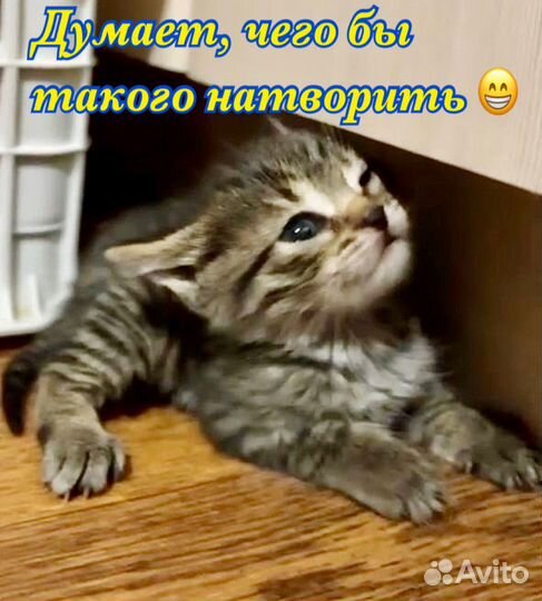 Котёнок мальчик