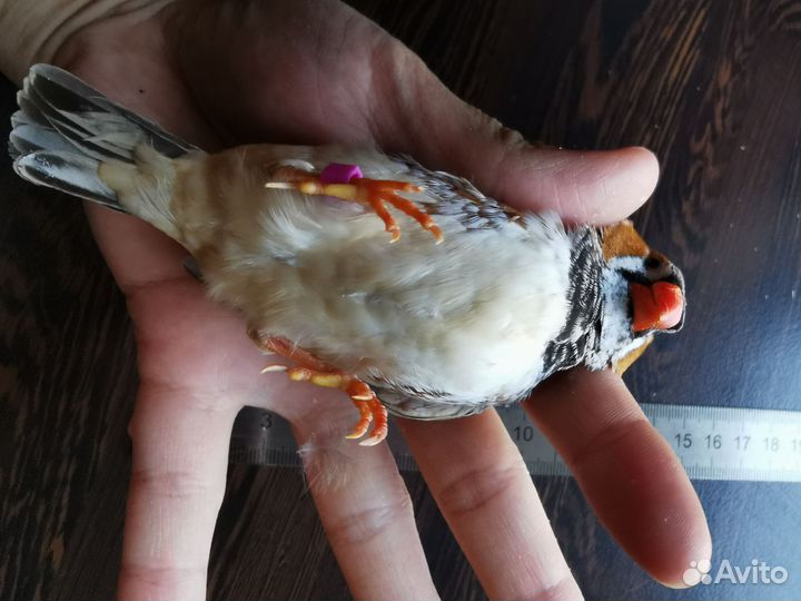 Зебровая амадина крупная