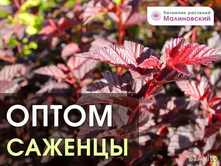 Пузыреплодник калинолистный Оптом