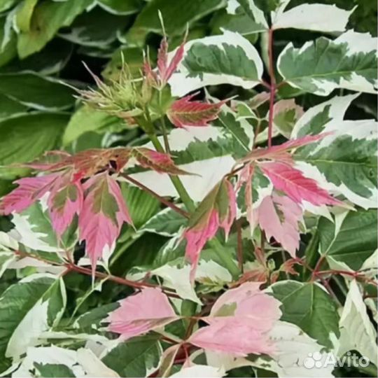 Клен Фламинго