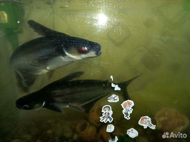 Акулий сом (Пангасиус)