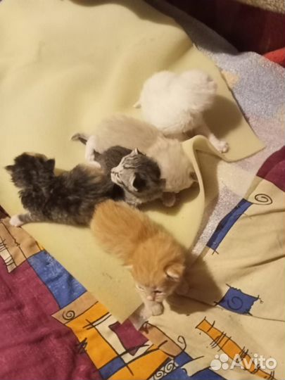 Котята безпородистые