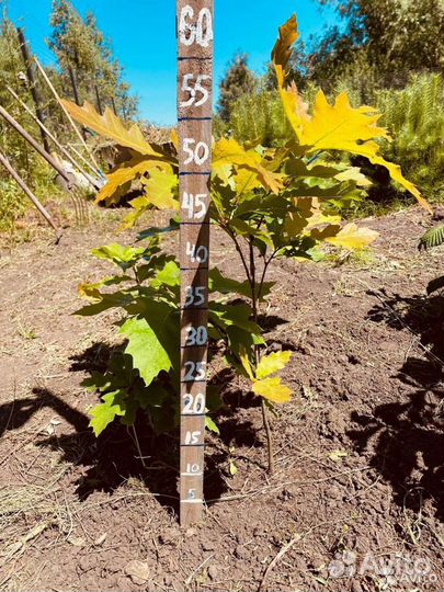 Саженцы Дуб красный(канадский)