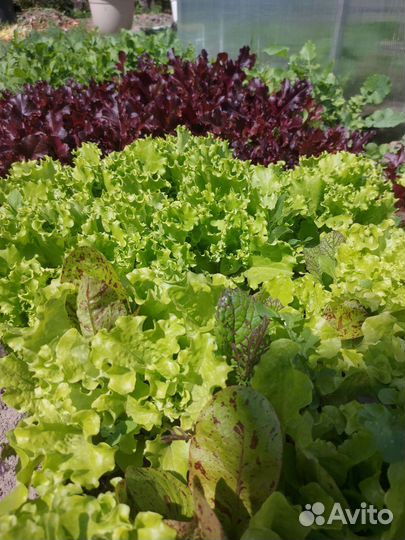 Щавель,шпинат,руккола,петрушка,смесь салатов,укроп