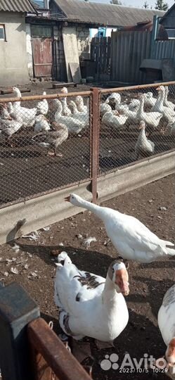 Продажа гусей на племя
