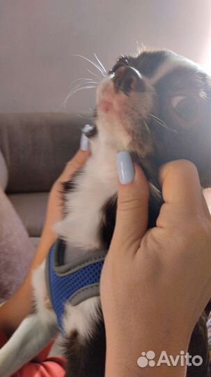 Передержка собак