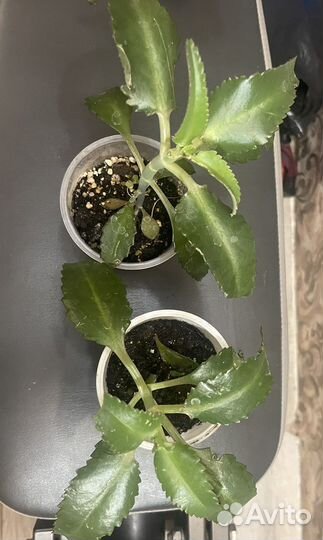 Каланхоэ лечебный цветок