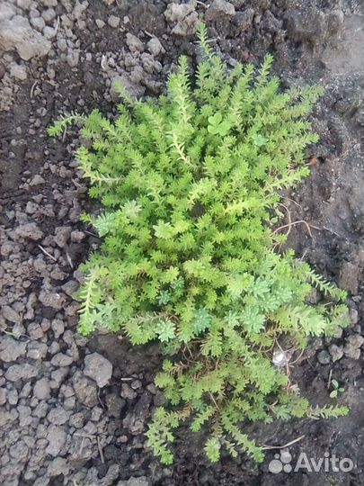 Седум (коврик)