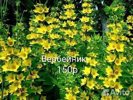 Многолетники садовые