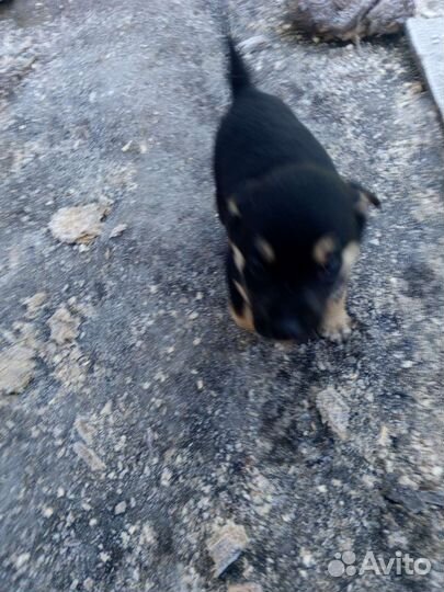 Собака в добрые руки отдам бесплатно