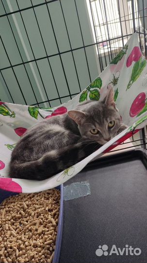 Ласковый молоденький котик
