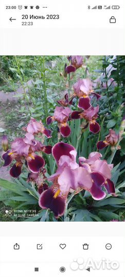 Многолетние садовые цветы (часть2)