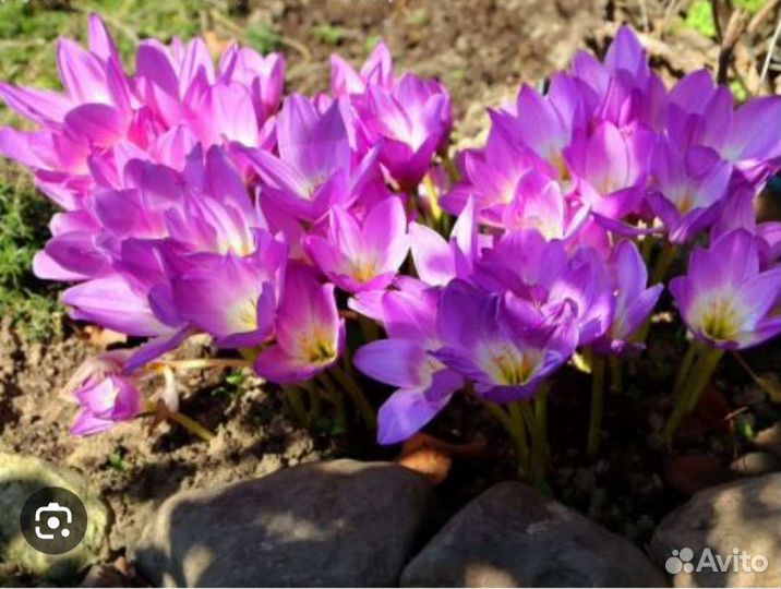 Луковицы безвременника