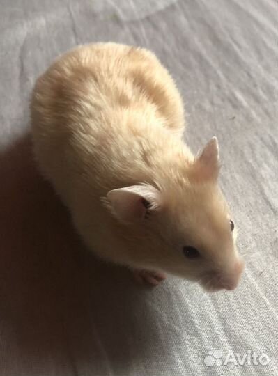Сирийский хомяк малыш
