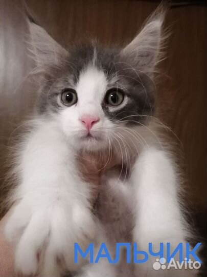 Котята мейн-кун