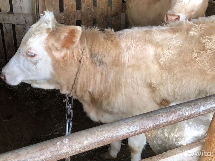 Телочки 8 месяцев