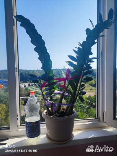 Замиокулькас