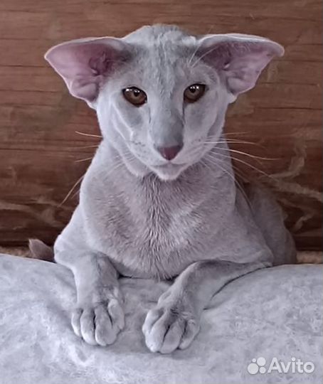 Ориентальный кот Вязка