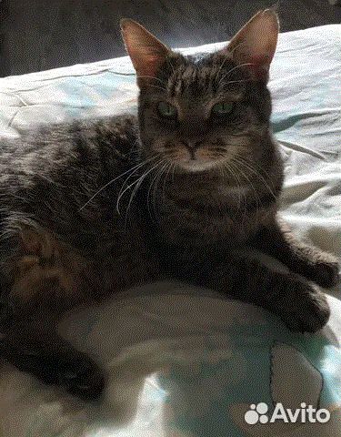 Чудесная кошечка Васенька ищет передержку дом