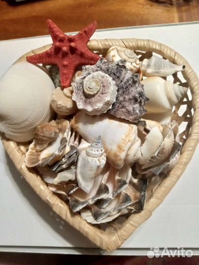 Ракушки морские