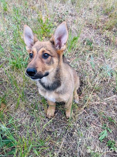 Отдам даром бесплатно