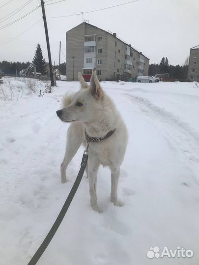 Двортерьер