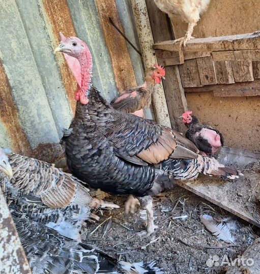 Индюки на продажу