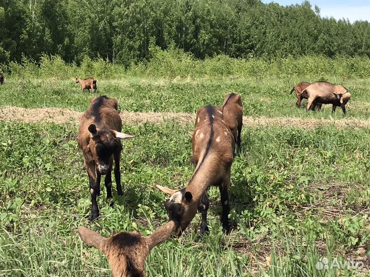 Молоко Альпийских коз
