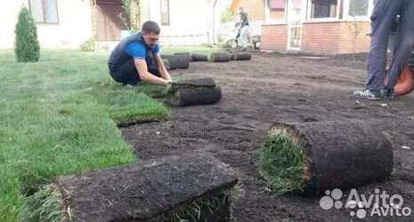 Продажа Рулонного газона