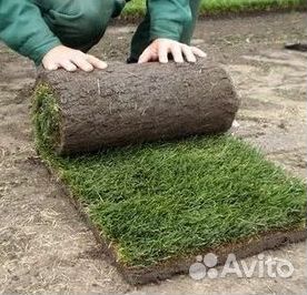 Рулонный газон