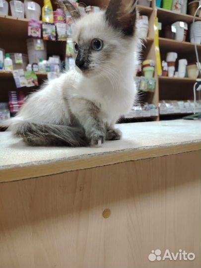 Сиамская кошка