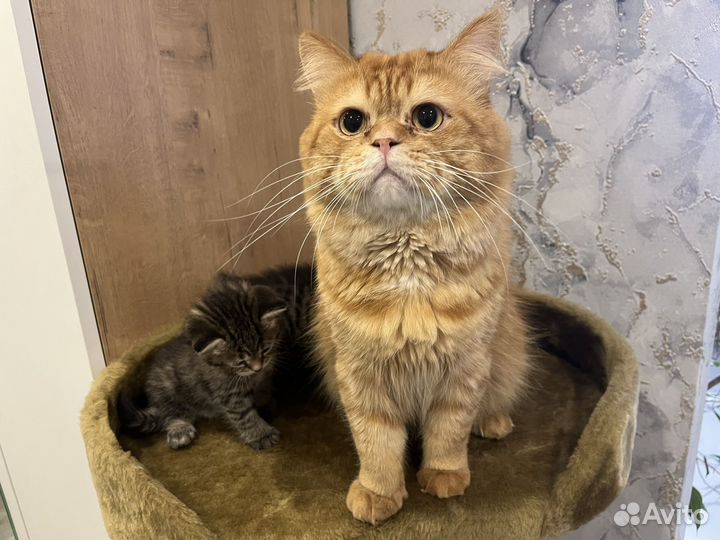 Котята персидские