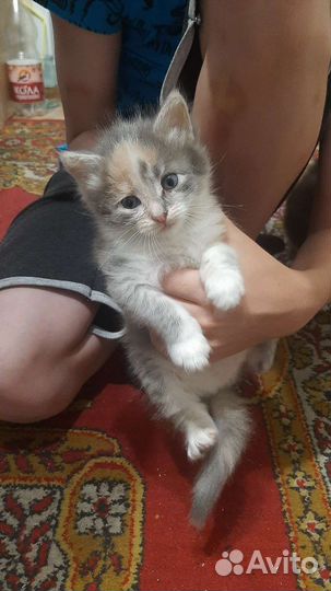 Кошки в добрые руки