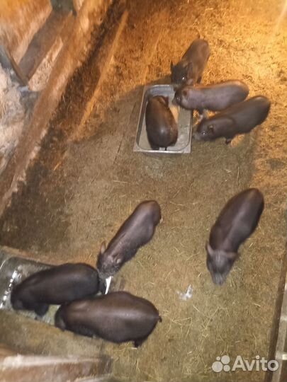 Вьетнамские поросята