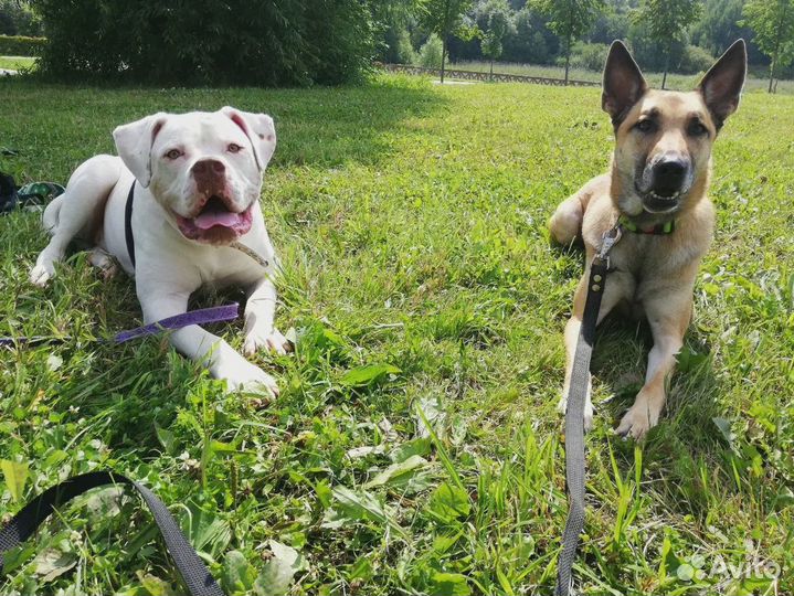 Дрессировка собак / Воспитание собак