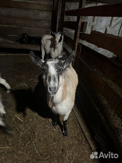 Козы молочные