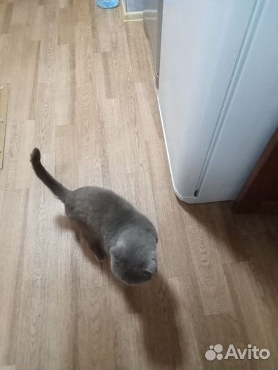 Кошки в добрые руки