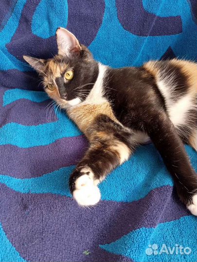 Кошка 1,5 года
