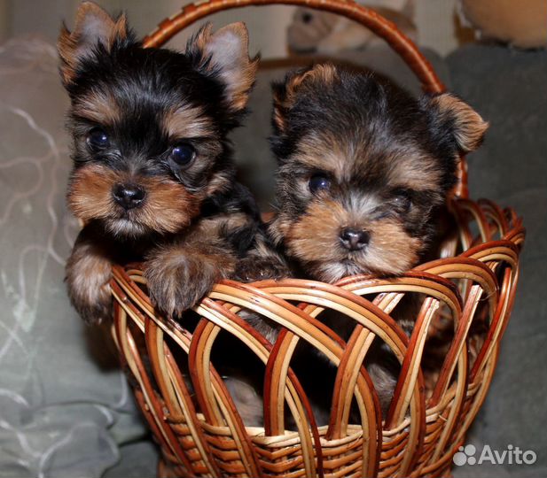 Йорки девочки красотки