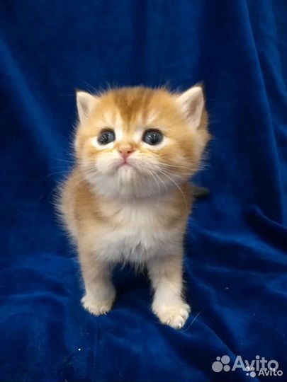 Клубный британский котик и кот для вязки