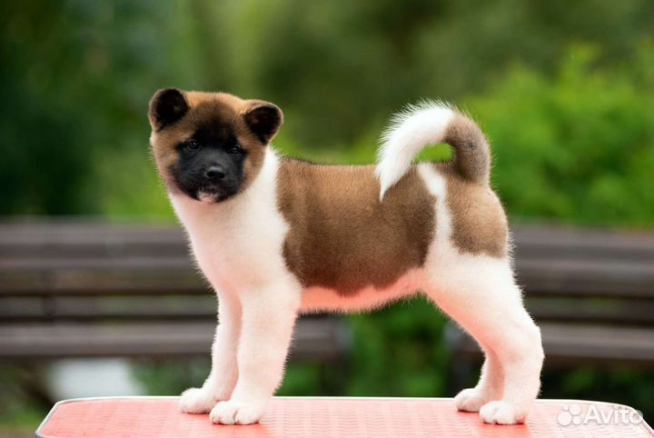 Щенки американской акиты