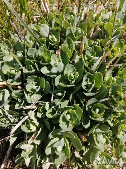 Садовые многолетние цветы