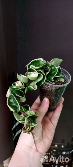 Хойя компакта регалис