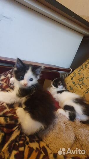 Необычные котята в добрые руки